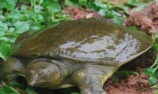 钓甲鱼的最佳方法 钓甲鱼的最佳方法视频