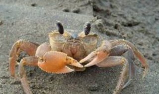 钓沙蟹的最佳方法（钓沙蟹的最佳方法是什么）