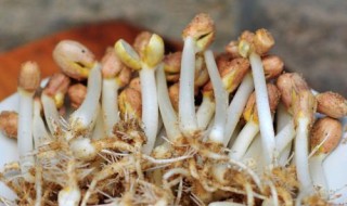 发花生芽的简单方法 花生芽怎么发 方法