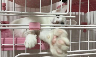 猫咪托运怎么解决吃饭（猫咪托运怎么解决吃饭困难）