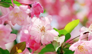 送老师送什么花 送老师送什么花合适