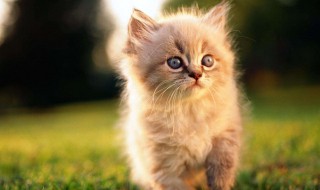 猫绝育的好处 猫绝育的优点和缺点