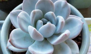 多肉怎么养的 多肉怎么种植方法