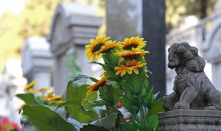 向日葵会一直跟着太阳转来转去吗 向日葵是一直跟着太阳转来转去吗