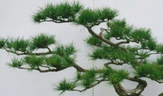 十大盆景名贵树种排名 中国十大盆景排名