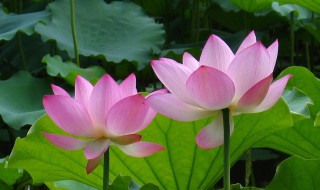 莲花和荷花一样吗（莲花与荷花的区别在哪）