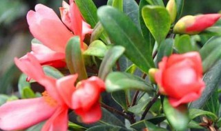 四季茶花的养殖方法和注意事项（山茶花的养殖方法和注意事项）