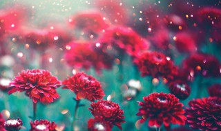 鲜花保存方法小妙招 鲜花保存方法小妙招有哪些