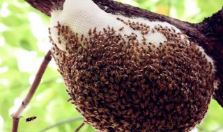 马蜂窝怎么处理最安全 家里有马蜂窝怎么处理掉 马蜂窝怎么处理最安全 家里有马蜂窝怎么处理掉