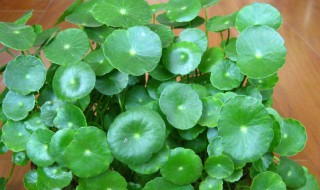 铜钱草水培怎么养爆盆 铜钱草水培怎么养爆盆能泡水里吗 铜钱草水培怎么养爆盆 铜钱草水培怎么养爆盆能泡水里吗