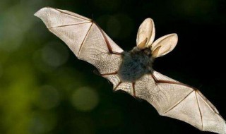 蝙蝠飞到家里怎么驱赶(蝙蝠飞到家里找不到了怎么找) 蝙蝠飞到家里怎么驱赶(蝙蝠飞到家里找不到了怎么找)