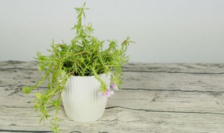 太阳花怎么养 太阳花冬天怎么过冬怎么养 太阳花怎么养 太阳花冬天怎么过冬怎么养