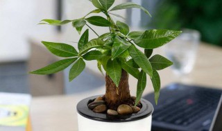 发财树叶子发黄了怎么办 发财树叶子发黄了怎么办好 发财树叶子发黄了怎么办 发财树叶子发黄了怎么办好