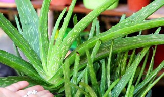 芦荟怎么养殖(怎样养芦荟才会又肥又大) 芦荟怎么养殖(怎样养芦荟才会又肥又大)