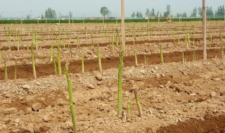 芦笋种植时间和方法(芦笋根的种植方法和时间) 芦笋种植时间和方法(芦笋根的种植方法和时间)