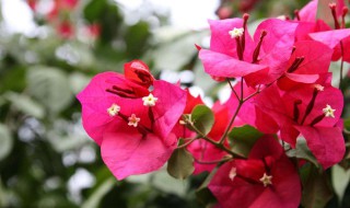 三角梅怎么养才开花好(三角梅怎样修剪开花多) 三角梅怎么养才开花好(三角梅怎样修剪开花多)