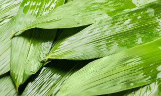 粽子粽叶的保存方法（粽子粽叶的保存方法图片）
