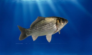 鲤鱼喜欢吃什么味型的饵料（春季鲤鱼喜欢吃什么味型的饵料）