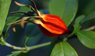 栀子泡水喝有什么好处（栀子泡水喝的功效）