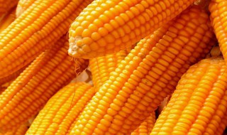 玉米靠什么传播种子（10种植物的传播方式）