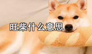 旺柴是什么意思（旺柴是什么意思聊天）