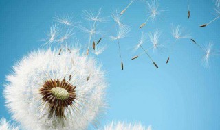 婆婆丁是什么 婆婆丁是什么药材