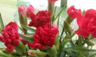 红色康乃馨花语 红色康乃馨花语代表什么意思