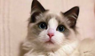做梦梦见猫（做梦梦见猫是好事还是坏事）