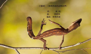 女人见到壁虎什么预兆（壁虎进屋十大预兆）