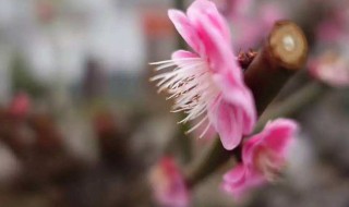花朝节是农历哪一天（花朝节是几月几日）