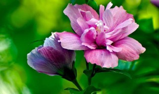 木槿花怎么养 木槿花怎么养家庭养法