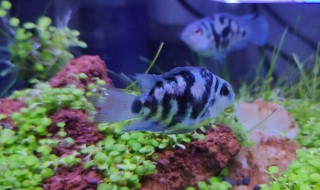 水草怎么养（水培植物怎么养）
