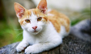 猫的应激反应怎样缓解（猫咪应激多久才能缓过来）