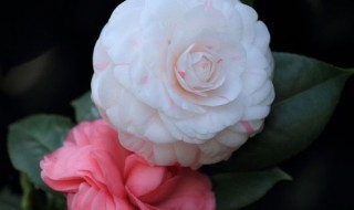 山茶花怎么养 山茶花怎么养才能更旺盛