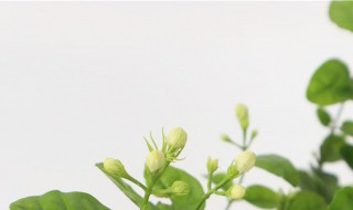 茉莉怎么养（茉莉怎么养才能开更多的花）