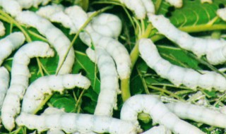 刚点完蚊香要多久蚕可以放（蚕可以点蚊香吗）