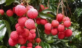 荔枝用盐水泡要去皮吗 荔枝用盐水泡要去皮吗为什么