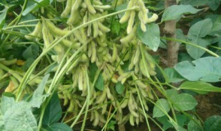 大豆的种植技术和方法（大豆的种植技术和方法100字）