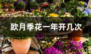 欧月季花一年开几次 欧月季花期多长