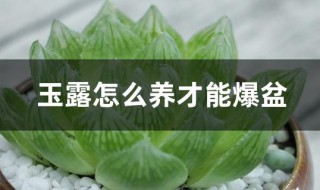 玉露怎么养才能爆盆 玉露怎么养才能爆盆快