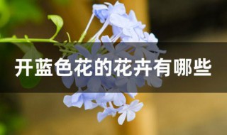 开蓝色花的花卉有哪些 开蓝色花的花卉有哪些呢