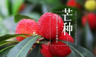 芒种时间要干什么 芒种的时候要干什么