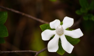 栀子花如何浇水 栀子花如何浇水施肥