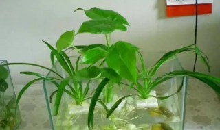 水植花卉有什么 水植花卉有什么作用