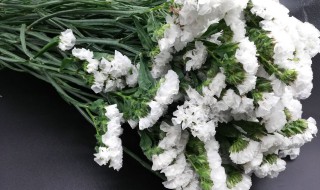 白色勿忘我的花语是什么 白色勿忘我的花语是什么呢
