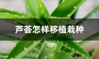 芦荟怎样移植栽种（芦荟怎样移植栽种视频）