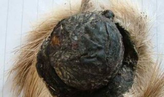 麝香是什么东西（钓鱼用的麝香是什么东西）
