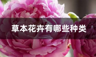 草本花卉有哪些种类 草本花卉有哪些种类户外