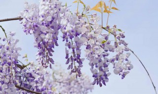 紫藤花和紫槐花的区别（紫藤花与紫槐花的区别）