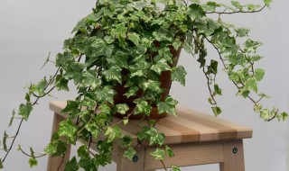 喜阳植物盆栽有哪些（喜阳植物盆栽有哪些图片）